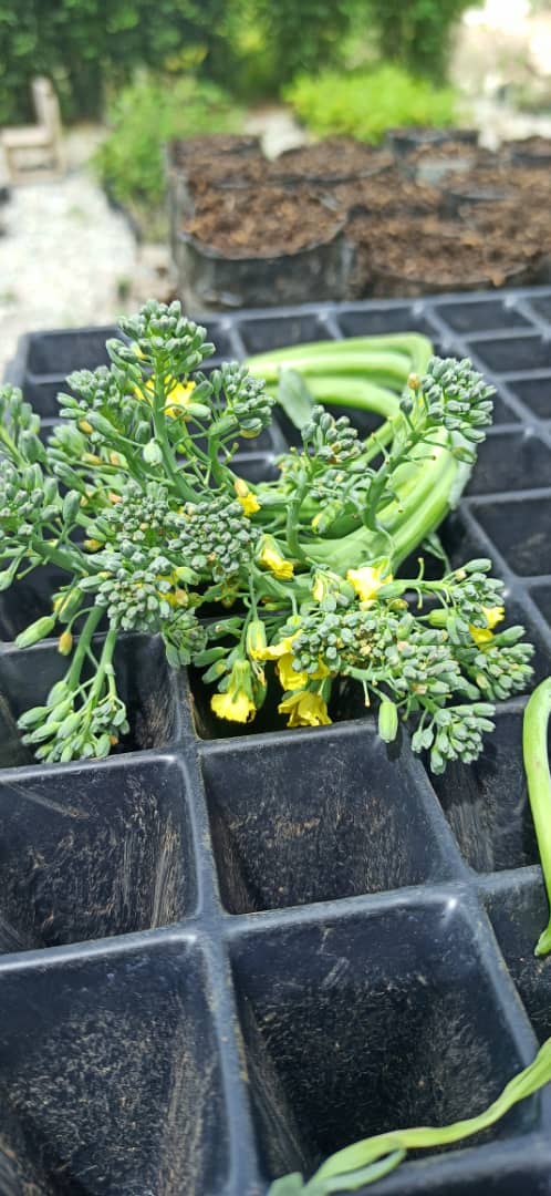 apuntes belleza gastronomia huerta plato chef Nelson Castro merida verdes