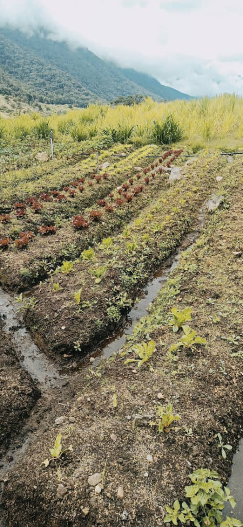 apuntes belleza gastronomia huerta plato chef Nelson Castro merida